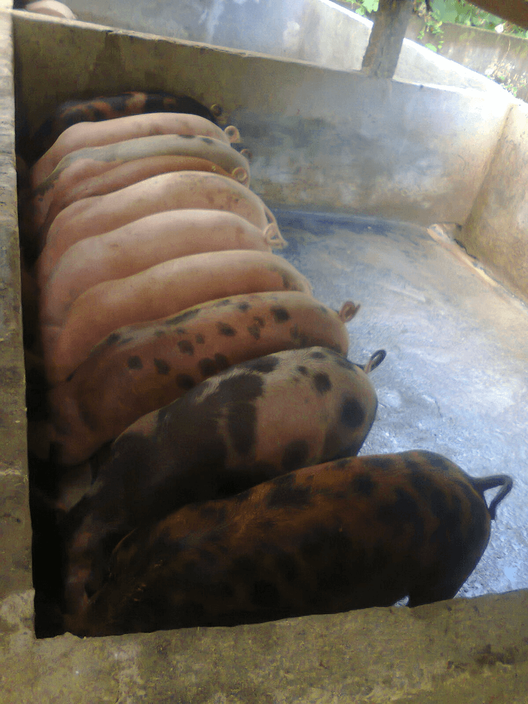 Babi makan pakan dengan tertib dan rapi