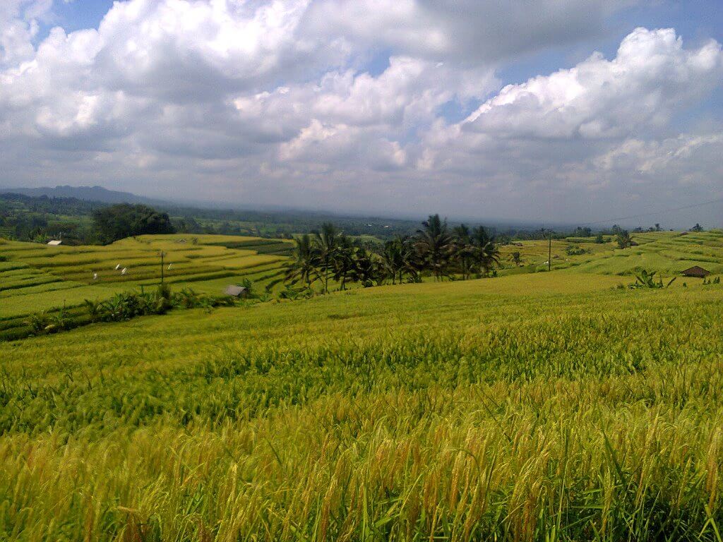 Tracking di sawah